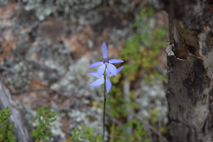 Cyanicula - Orchid-blue-fairy-Orchid-Ridge-Sep-2018p0008.JPG